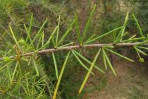 Acacia tetragonophylla - Twig - Click to enlarge!
