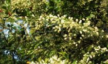 Acacia verticillata - Branch - Click to enlarge!
