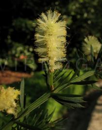 Acacia verticillata - Inflorescence, close-up - Click to enlarge!