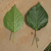 Acalypha hispida - Upper and lower surface of leaf - Click to enlarge!