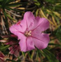 Acantholimon glumaceum - Flower - Click to enlarge!