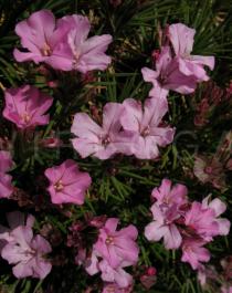 Acantholimon glumaceum - Flowers - Click to enlarge!