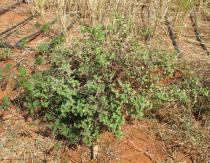 Acanthospermum hispidum - Habit - Click to enlarge!