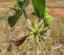 Acanthospermum hispidum - Infructescence - Click to enlarge!