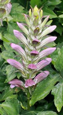 Acanthus hungaricus - Inflorescence - Click to enlarge!