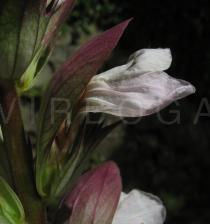Acanthus mollis - Flower - Click to enlarge!