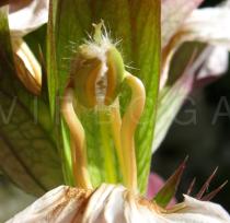 Acanthus mollis - Stamens - Click to enlarge!