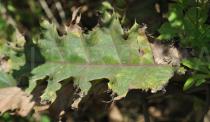 Acanthus pubescens - Upper surface of leaf - Click to enlarge!