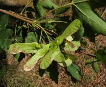 Acer campestre - Fruits - Click to enlarge!
