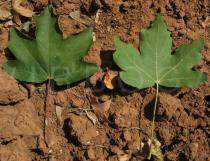 Acer campestre - Upper and lower surface of leaf - Click to enlarge!