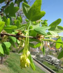 Acer monspessulanum - Flowers - Click to enlarge!