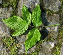 Acer negundo - Upper surface of leaf - Click to enlarge!