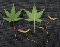 Acer palmatum - Upper and lower surface of leaf and infructescence - Click to enlarge!