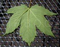 Acer pseudoplatanus - Lower surface of leaf - Click to enlarge!