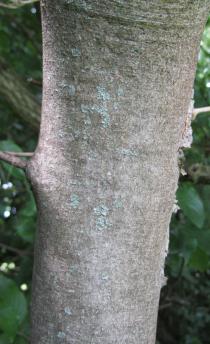 Acer pseudoplatanus - Trunk of young tree - Click to enlarge!