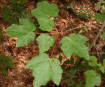 Acer rubrum - Leaf - Click to enlarge!