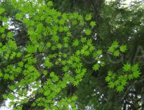 Acer sieboldianum - Foliage - Click to enlarge!