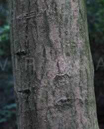 Acer sieboldianum - Bark - Click to enlarge!