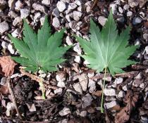 Acer sieboldianum - Upper and lower surface of leaf - Click to enlarge!