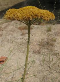 Achillea filipendulina - Inflorescence, side view - Click to enlarge!