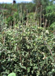 Achyranthes aspera - Habit - Click to enlarge!