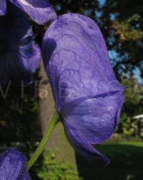 Aconitum carmichaelii - Flower side view - Click to enlarge!