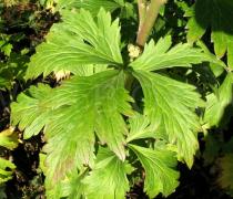 Aconitum carmichaelii - Upper surface of leaf - Click to enlarge!