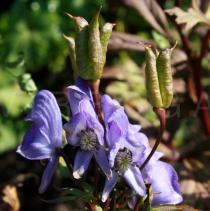 Aconitum napellus - Infructescence - Click to enlarge!