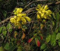 Acridocarpus smeathmanii - Flowers and fruits - Click to enlarge!
