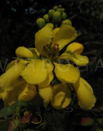 Acridocarpus smeathmanii - Flower - Click to enlarge!