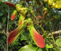 Acridocarpus smeathmanii - Fruits - Click to enlarge!
