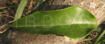 Acridocarpus smeathmanii - Upper surface of leaf - Click to enlarge!