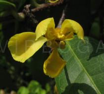 Acridocarpus smeathmanii - Flower - Click to enlarge!