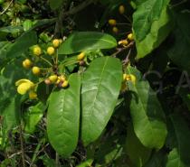 Acridocarpus smeathmanii - Inflorescence and foliage - Click to enlarge!