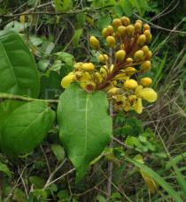 Acridocarpus smeathmanii - Inflorescence - Click to enlarge!