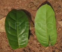 Acridocarpus smeathmanii - Upper and lower surface of leaf - Click to enlarge!