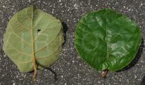 Actinidia deliciosa - Upper and lower surface of leaf - Click to enlarge!