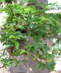 Adansonia digitata - Foliage - Click to enlarge!
