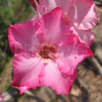 Adenium obesum - Flower - Click to enlarge!