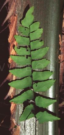 Adiantum latifolium - Leaf lower side - Click to enlarge!