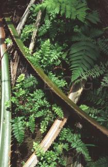 Adiantum latifolium - Habit - Click to enlarge!
