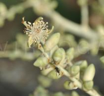 Adonidia merrillii - Flower - Click to enlarge!