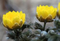Adonis amurensis - Flower head, close-up - Click to enlarge!