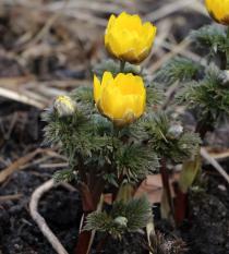 Adonis amurensis - Flowers and flower buds - Click to enlarge!