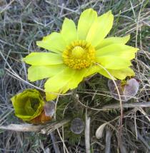 Adonis vernalis - Flower - Click to enlarge!