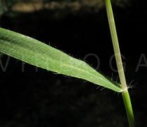 Aegilops geniculata - Leaf insertion - Click to enlarge!