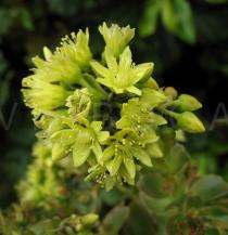 Aeonium arboreum - Inflorescence - Click to enlarge!