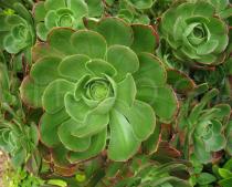 Aeonium arboreum - Rosette - Click to enlarge!