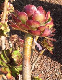 Aeonium arboreum - Rosette, side view - Click to enlarge!