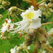Aesculus hippocastanum - Flower - Click to enlarge!